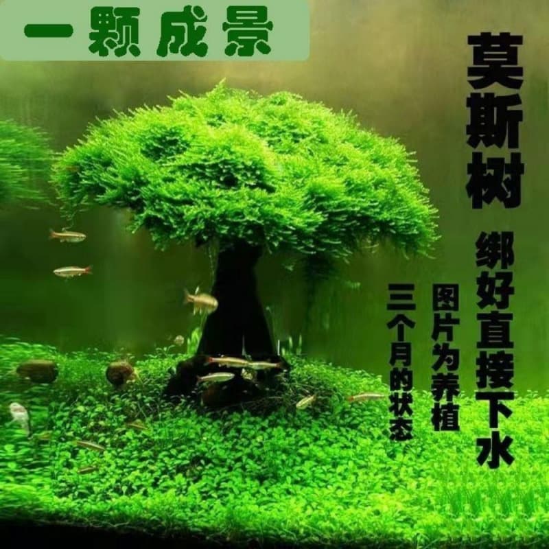 Aquarium Moss Tree, Driftwood Aquascape, No Substrate Needed, Low-Maintenance Fish Tank Decoration
