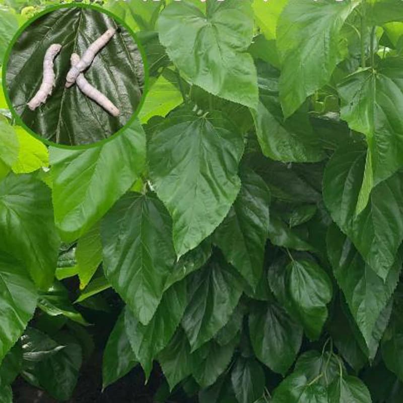 Mulberry Seedlings Nongsang 14 Qiangsang No. 1 Fresh Mulberry Leaves Silkworm Food Fruit Mulberry Tree Mulberry Saplings Silkworm Rearing
