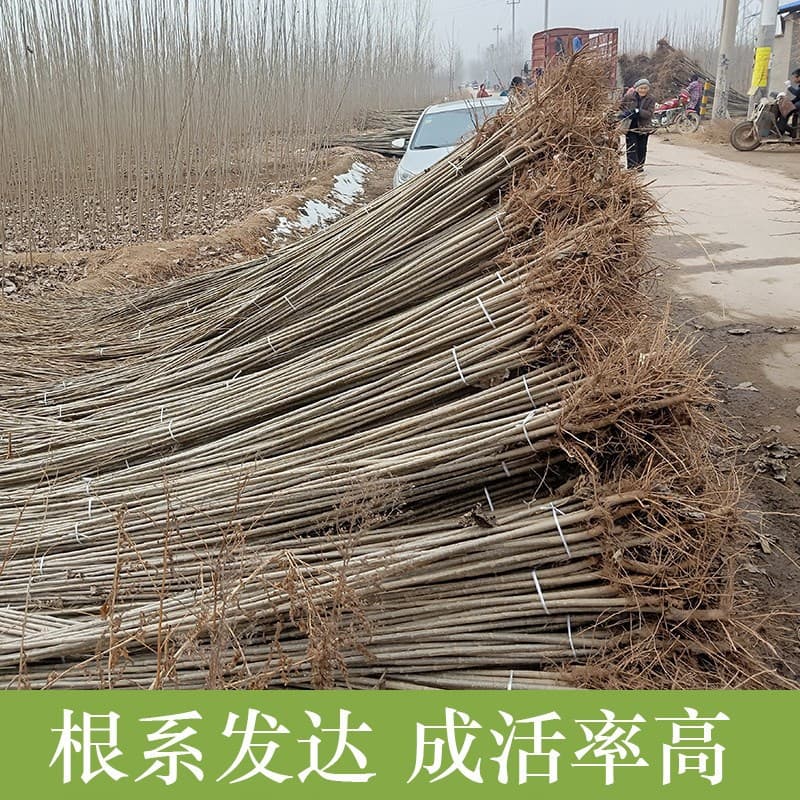 Non-fluff poplar saplings, white poplar saplings, white poplar 107 fast-growing poplar saplings for greening and afforestation, white poplar cuttings