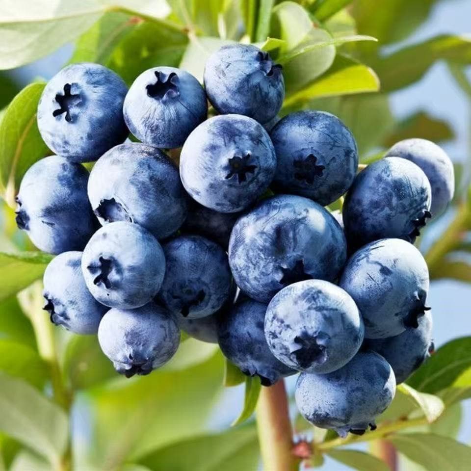 (Cross-border e-commerce) Freshly harvested blueberry seeds for potted fruit cultivation; cold-resistant and frost-resistant for balcony planting.