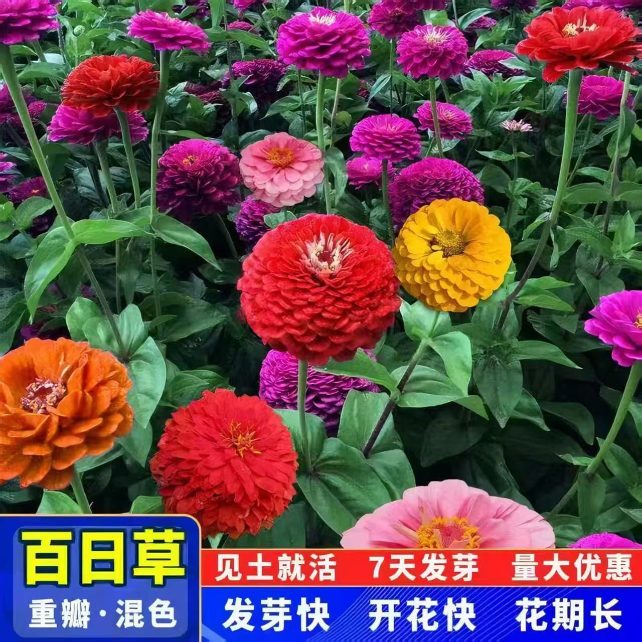 Zinnia Seeds, Cosmos Seeds, Four-Season Blooming, Seven-Color Double-Petal Zinnia Seeds