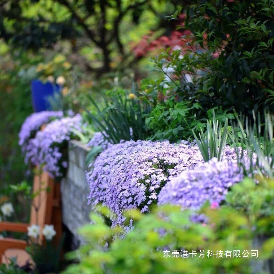 Phlox subulata seedlings, clump-forming perennial ground cover plants, potted plants for balconies, courtyards, and gardens, cold-hardy flowers