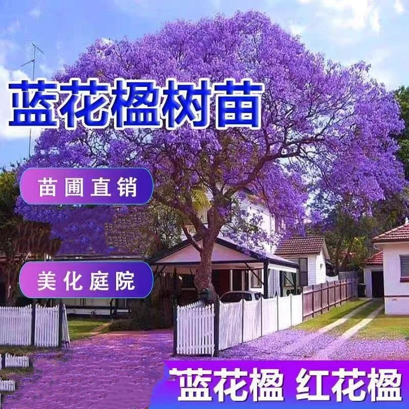 Cold-hardy Jacaranda Tree Seedling, Rare and Precious Tree, Ornamental Tree, Poinciana, Red Jacaranda, Garden Tree Seedling