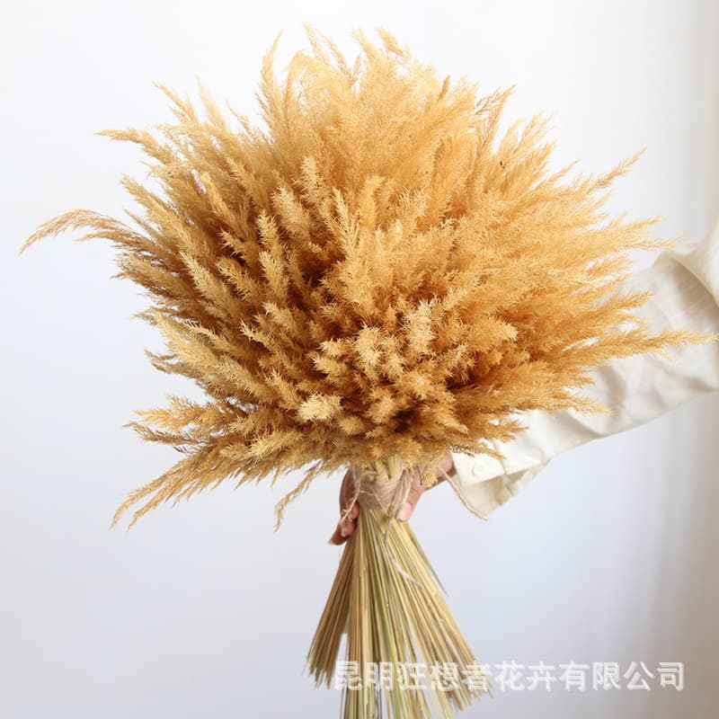 Rhapsody's new product Golden Reed Yunnan Direct Selling Natural Dried Flowers Real Flowers Amazon Indoor Home Decoration Flower Arrangement