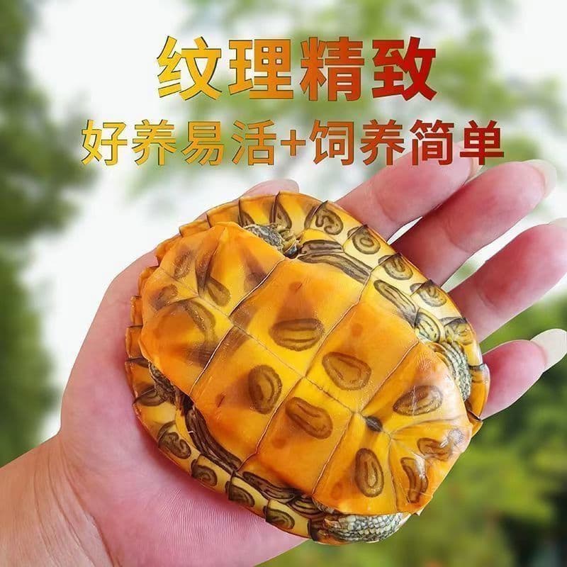 Fortune Golden Brazilian Turtle Live Pair Couple Pet Home Longevity Town House Extra Large Pet Live Ornamental Factory