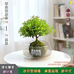 【No Anxiety Glass Cup】Hydroponic Green Plant Small Leaf Red Nan Living Room Lazy Easy Care Indoor Small Potted Plant