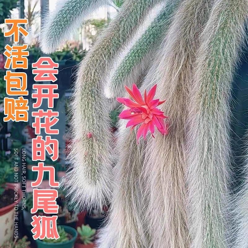 Nine-Tail Fox Succulent Potted Plant White Long Soft Hair Series Monkey Tail Hanging Soft Hair Cactus