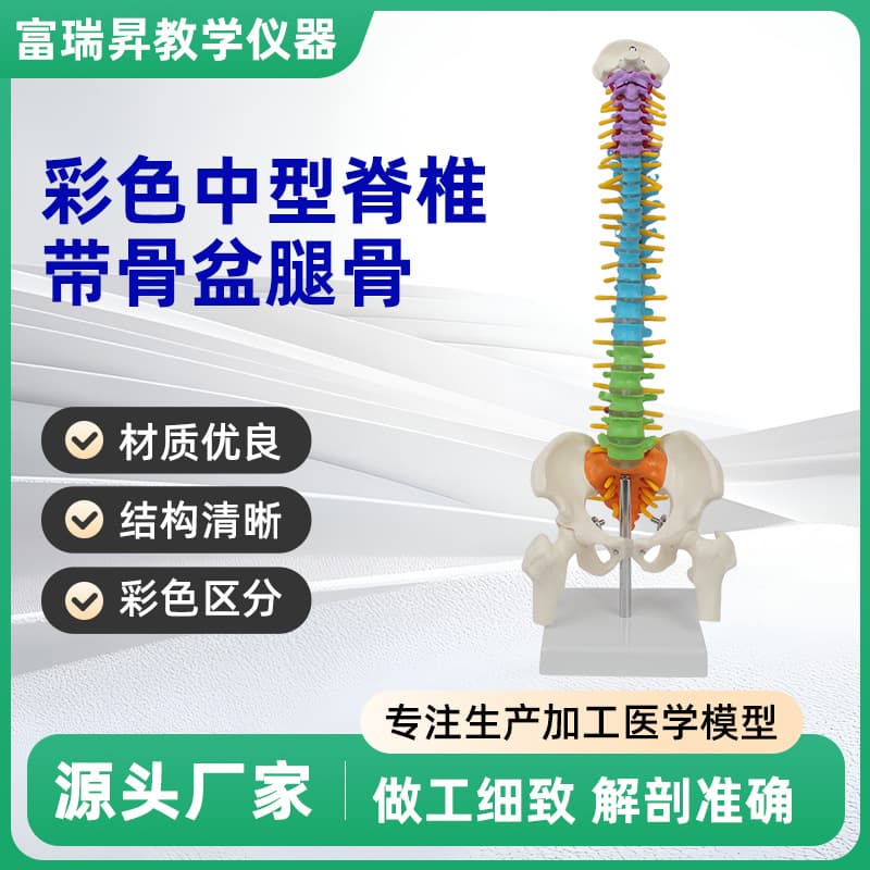 Medical teaching 45cm medium-sized spinal skeleton with colored intervertebral discs, detachable pelvis and femur for display
