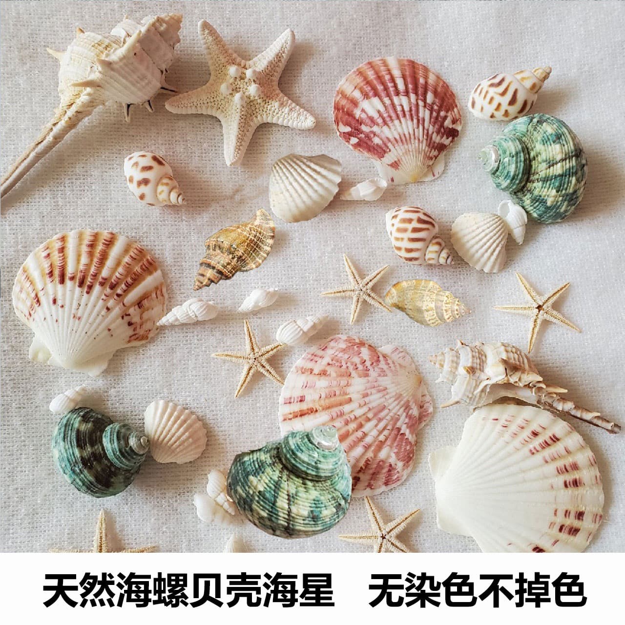 Natural shell conch starfish sea urchin shell kindergarten handmade shell photo frame fish tank landscaping conch shell