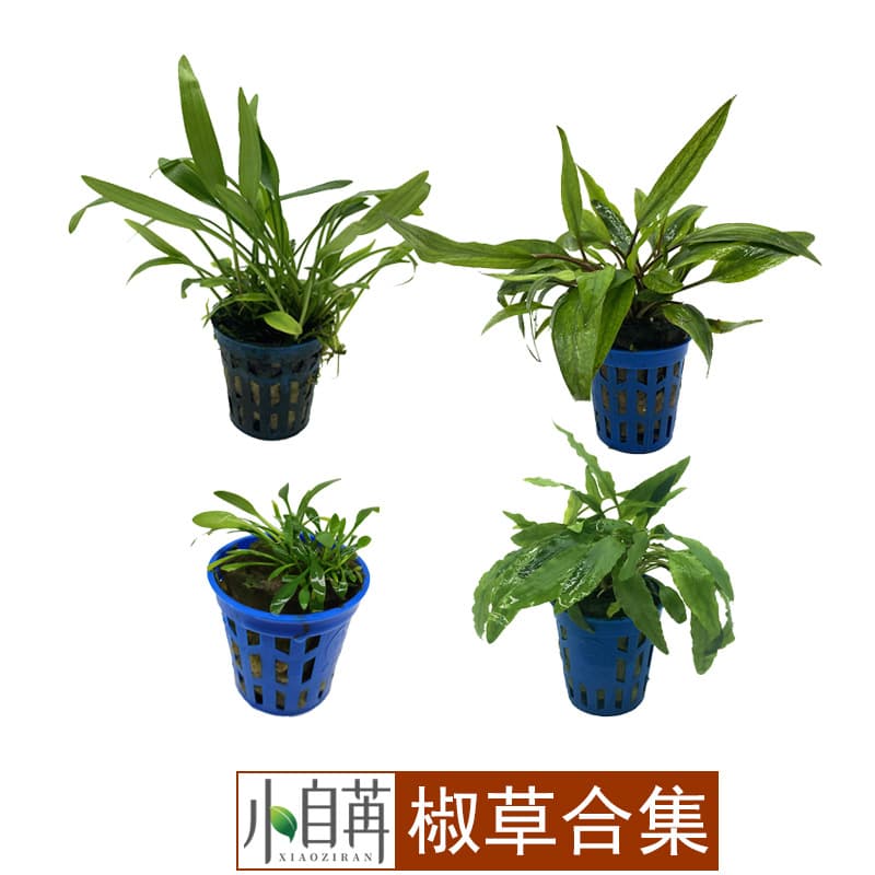 Mini Cryptocoryne, Round Leaf Crypt, Thai Green Chili, Red Chili, Small Wendtii, Green Crinkled Crypt, Maibelli Crypt Collection Aquatic Plants