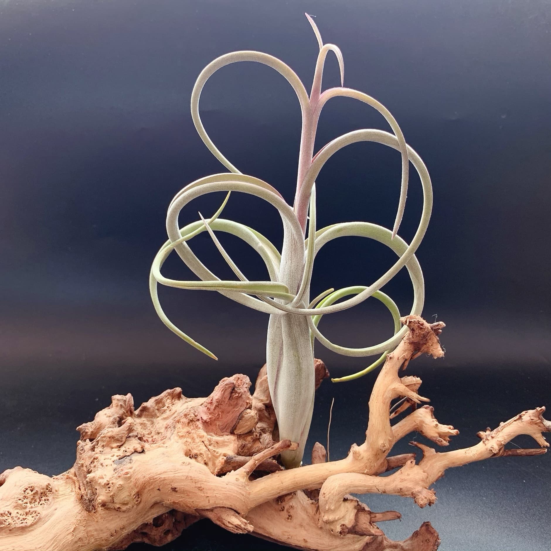 Flower in Flower T.intermedia Classic Variety Air Plant Soilless Plant Lazy Green Plant Base Wholesale