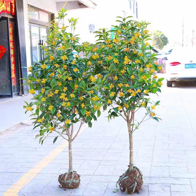 Osmanthus tree seedlings for garden planting, including Jin Gui, Dan Gui, native Osmanthus trees, large seedlings, fragrant flowers, four-season Osmanthus, evergreen.