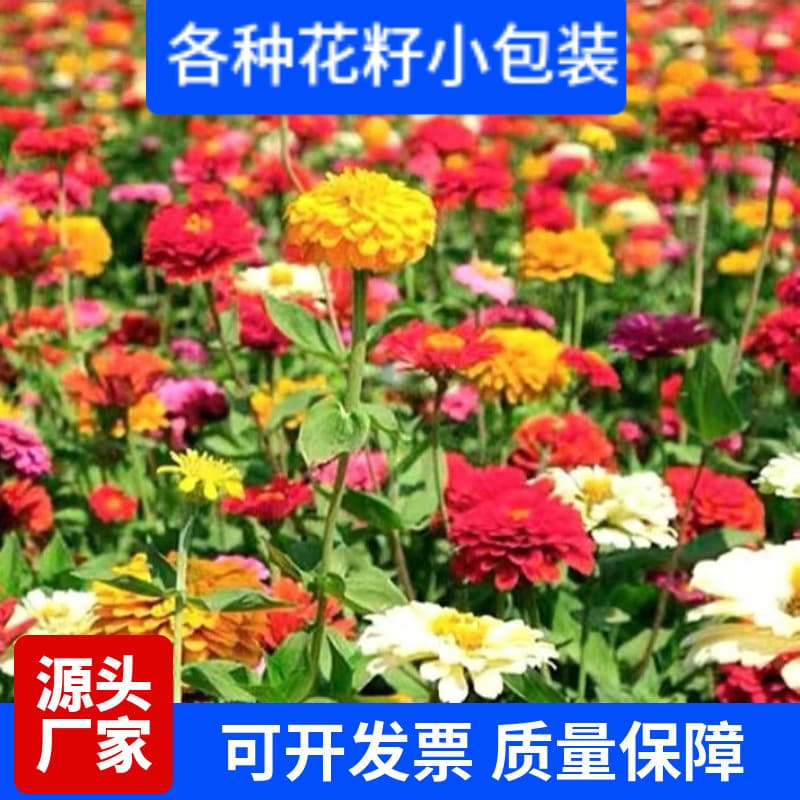 Various popular flower and plant seeds, packaged in smaller sizes, available for wholesale.