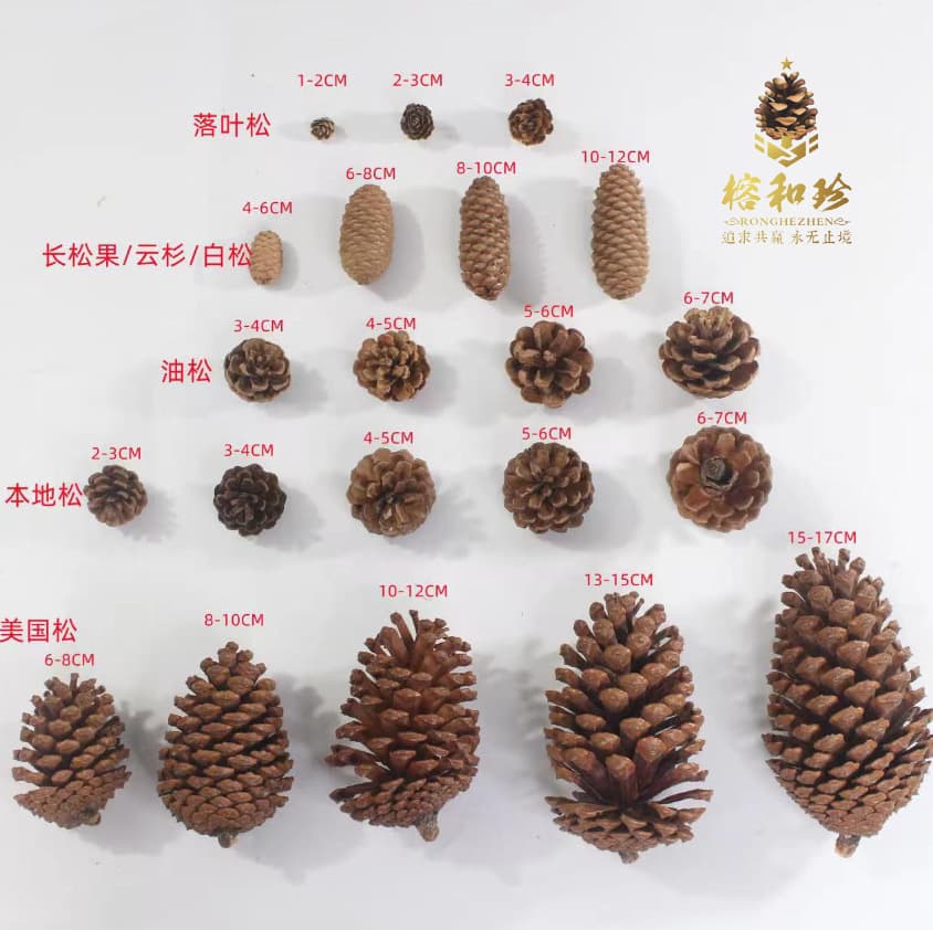 Christmas pine cones, American pine, local pine, pine nut shells, pine flowers, super large natural crafts