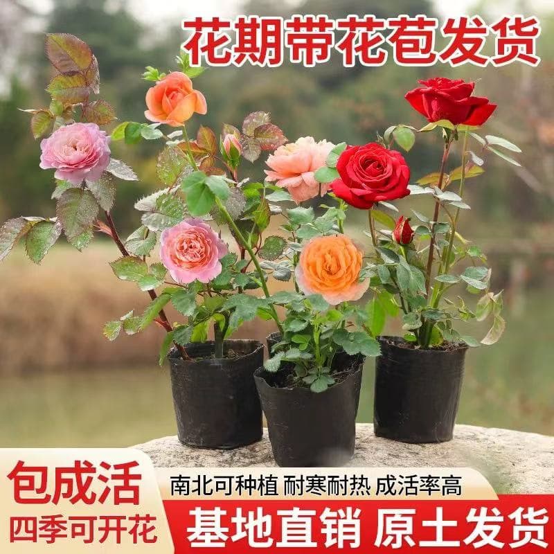 Rose seedlings for indoor and outdoor balcony pots, including Chinese rose, rose, and Oncidium with flower buds