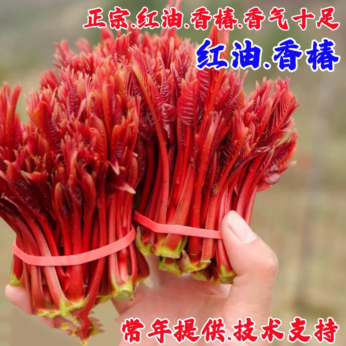 Red Oil Toon Sprout, Toon Tree Seedling, Potted Edible Toon Tree Seedling, Suitable for Planting in Southern and Northern Regions