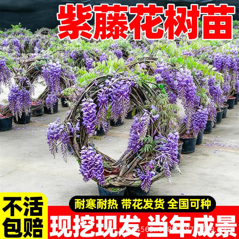 Wisteria Flower Saplings, Garden Climbing Plants, Year-Round Climbing Large Seedlings, Long-Stemmed Old Stump Large Seedlings, Potted Flowering Plants