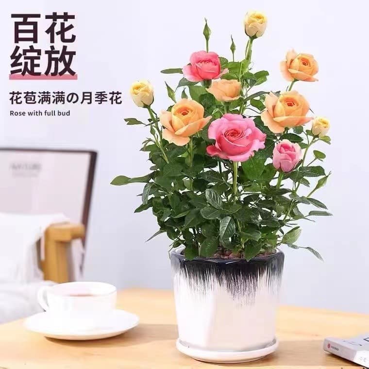 Mixed Colors [Delivered with Buds] Mini Rose Seedlings, Small Potted Plants, Outdoor Blooming All Year Round, Colorful Roses on the Balcony