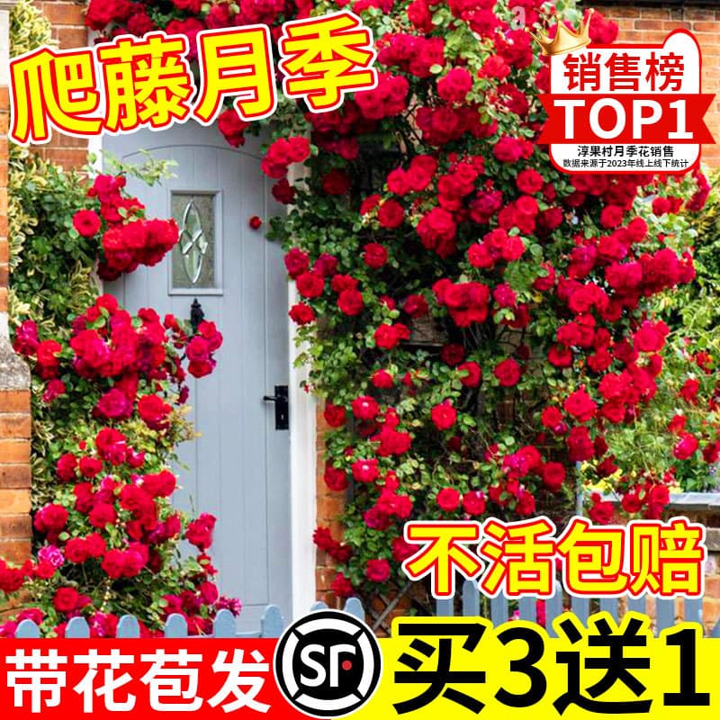 Rose Seedlings - Climbing Roses with Large Blooms for Four-Season Flowering, Perennial Vine Plants for Garden, Courtyard, and Balcony Potted Flowers