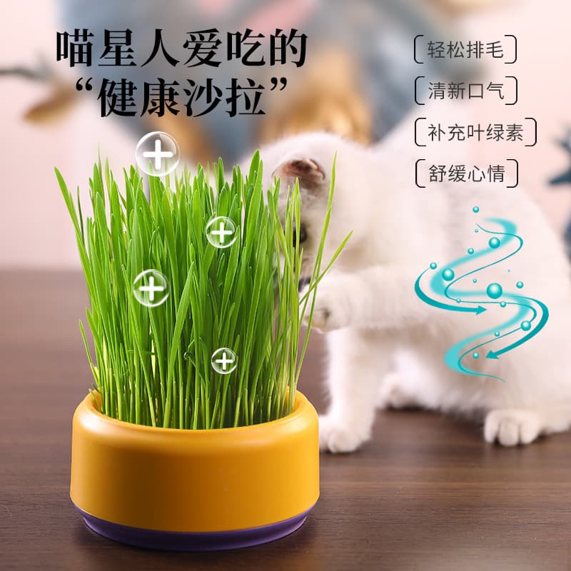 Original Design Cat Grass Planter Hydroponic Planting Box Cat Grass Seeds Hairball Control Pet Supplies Factory Direct
