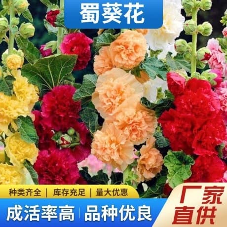 Hollyhock Seeds, Large-Flower Double-Petal Hollyhock Seeds, Perennial One-Zhang Red Seeds, Easy-to-Grow Cold-Resistant Flower Seeds for All Seasons