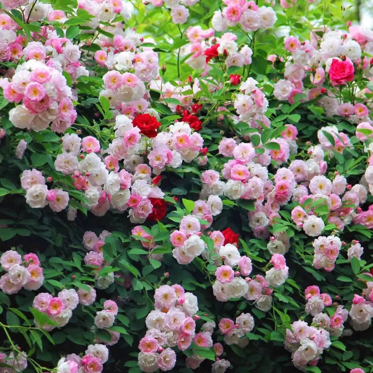 Pink Cluster Rose Seedlings, Heirloom Variety, Multi-Flowering, Thornless, Pink Blooms in Clusters, Climbing Vine Plant for Potted or Wall Planting