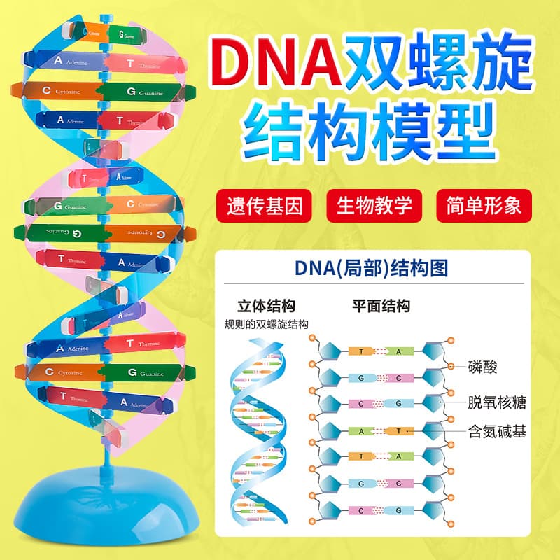 DNA double helix structure model primary and secondary school science and technology small production popular science diy biological genetic science experimental equipment