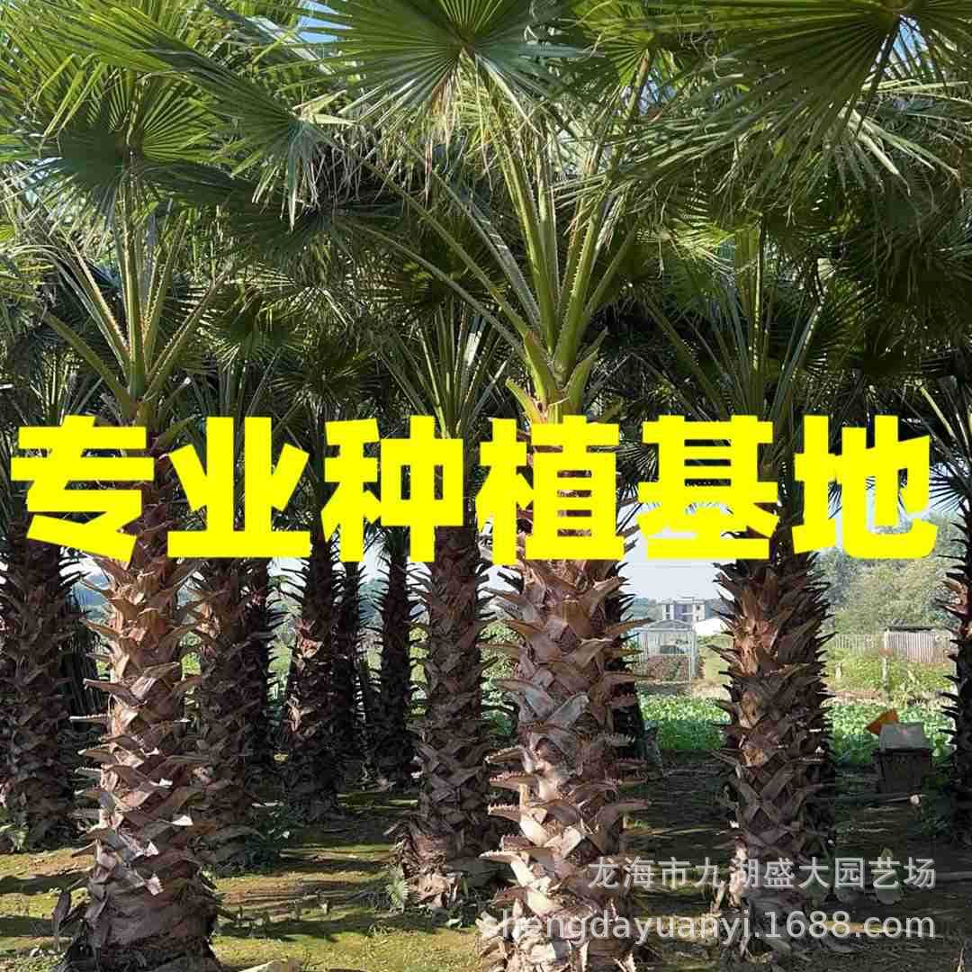 Jiangsu Washington Palm Pictures, Jiangxi Old Man Palm Quotation, Guizhou Old Man Palm Wholesale, Zhejiang Washington Palm Price