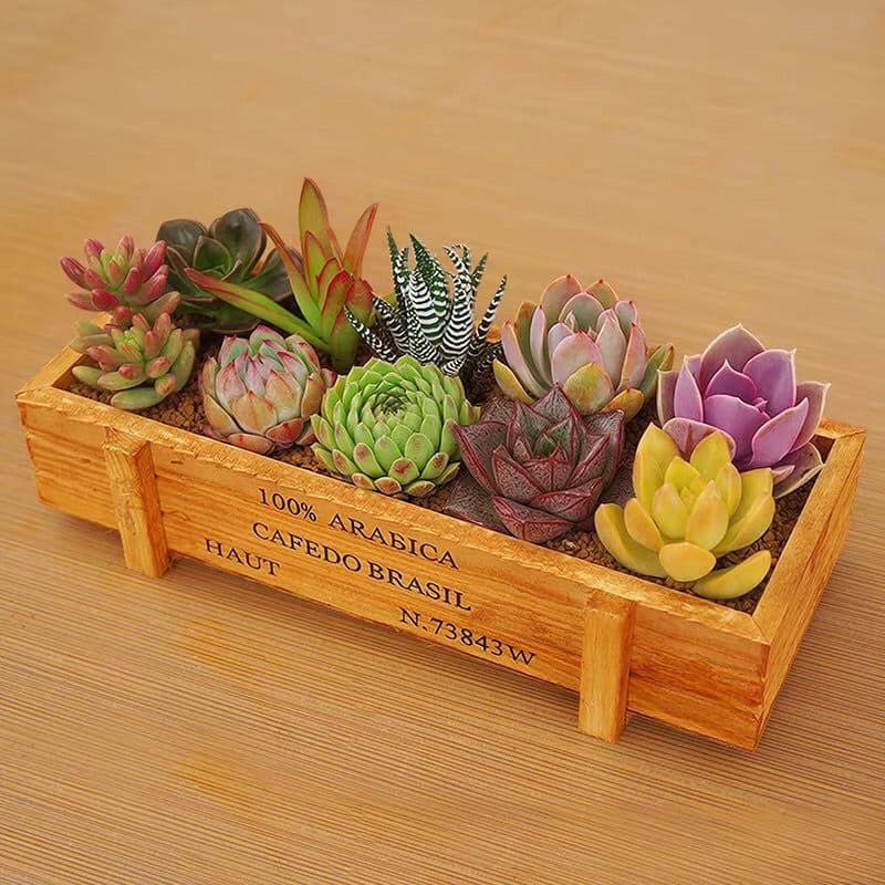 Wholesale succulent plant package: 10 succulents + wooden box + soil. Office greenery, potted plants, easy to care for.