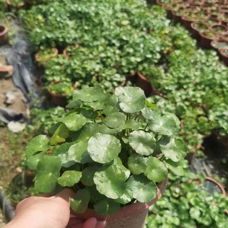 Copper Coin Grass Hydroponic Plant Potted Small Green Plant Water Cultured Money Grass Aquatic Four Seasons Easy to Grow with Leaves Copper Coin Grass Bonsai