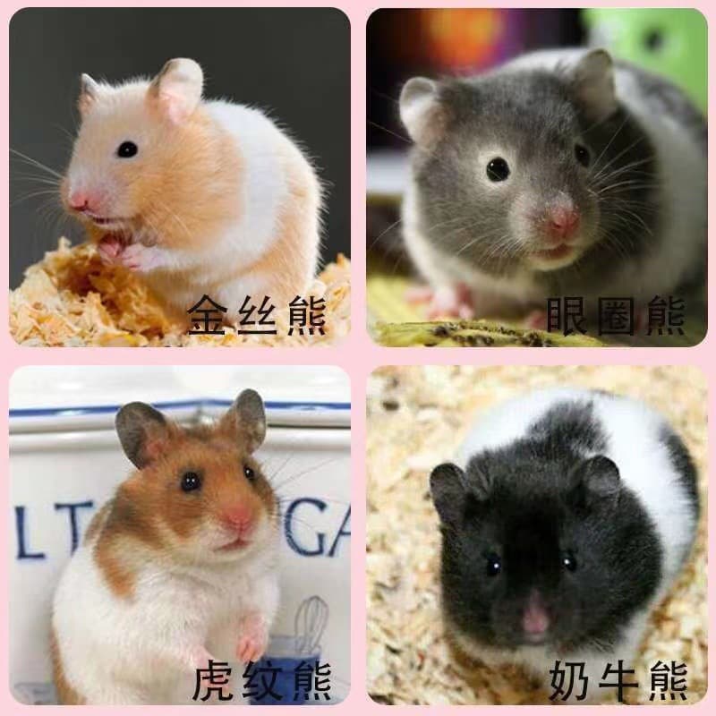 Homemade Pet Short-Haired Guinea Pig Grain Feed, Live Guinea Pig, Dolphin Guinea Pig, Live Animal Shipping Package