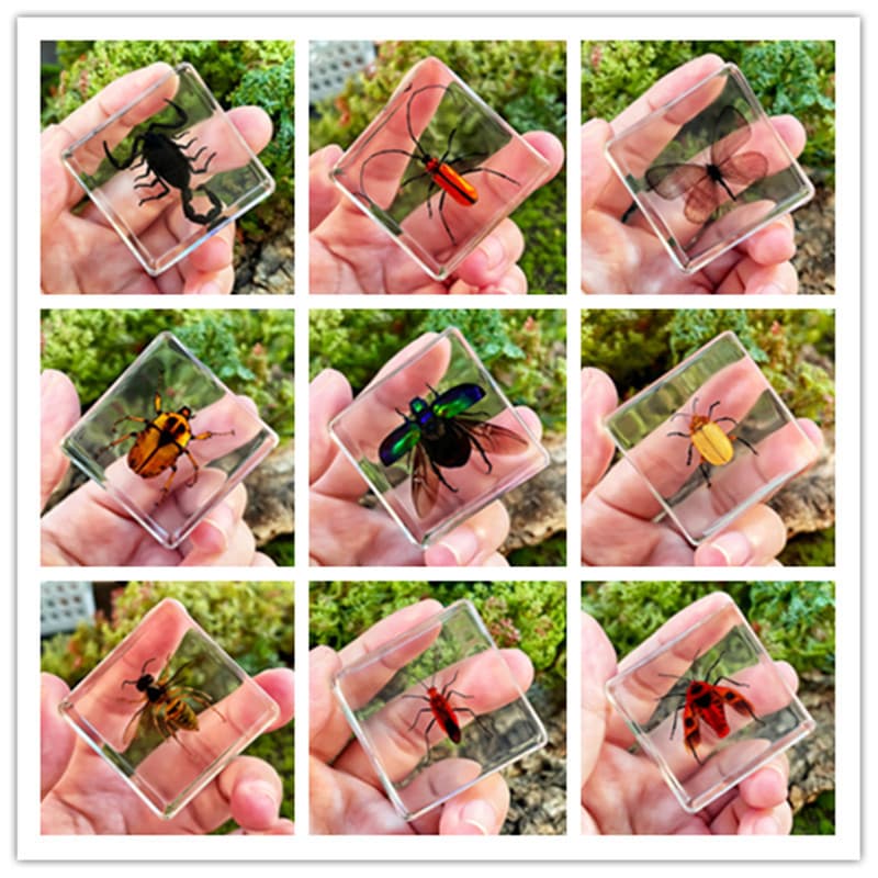 Real Insect Small Animal Specimens Resin Marine Animal Amber Specimens Scorpion Spider Ant Crab Beetle
