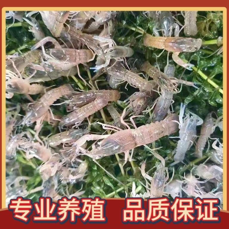 Lobster Live Cultured Fish Tank Pet Ornamental Freshwater Breeding Shrimp Hardy Wholesale Ornamental Shrimp Fry Breeding Australian