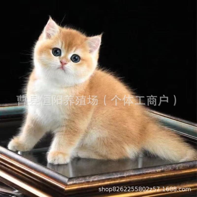 Purebred Golden Shaded Kittens Live Pet Cats 12 Color Munchkin Golden Shaded Cats Live Golden Shaded Longhair Cats