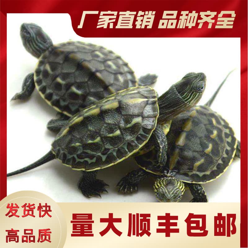 Tortoise, Small Turtle, Color Turtle, Brazilian Turtle, Chinese Grass Turtle, Flower Turtle, Edible Crocodile Turtle, Water Fish, Fish Tank Wholesale