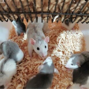 Fancy rat, affectionate baby, live pet, flying squirrel ears, wholesale, non-biting, suitable for street stalls and pet shops, Husky pattern