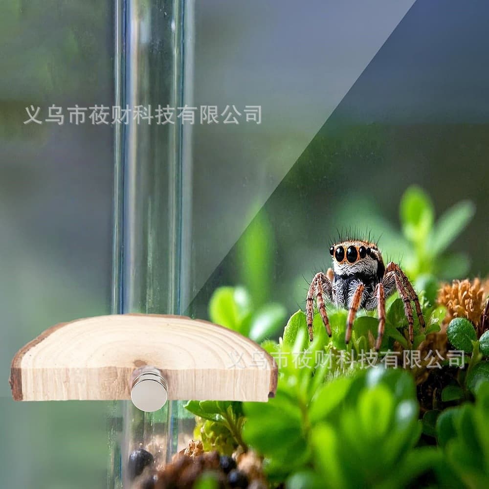 Jumping Spider Magnetic Jumping Platform Wooden Semi-circular Terrace Spider Gecko Climbing Pet Box Landscaping Wholesale Jumping Spider Breeding Box