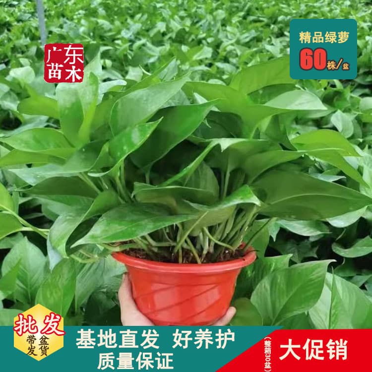 Large Potted Green Radish Plant, Red Potted Green Radish Plant, Indoor Air-Purifying Plant That Absorbs Formaldehyde, Long-Vined Plant