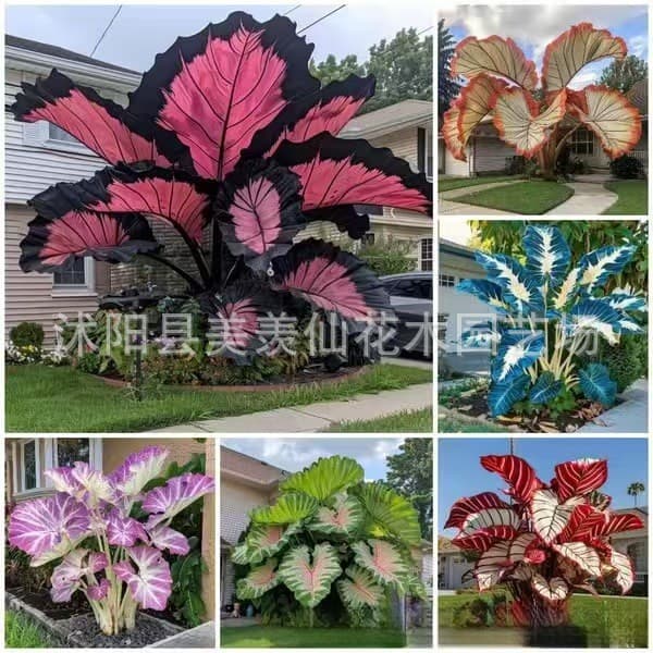 [Cross-Border Supply] Caladium Seeds, Large-Leaf Arrowroot, Two-Color Caladium Seeds, Perennial Potted Flower Plant Seeds