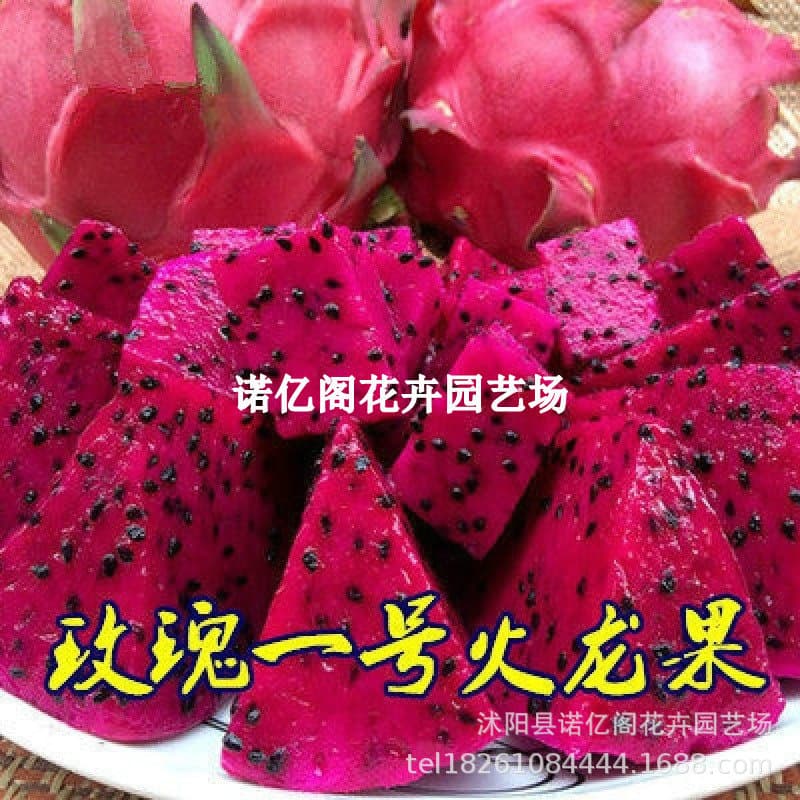 Four Seasons Red Heart Dragon Fruit Seedling Red Flesh Rose No. 1 Dragon Fruit Tree Seedling Potted Plant Bears Fruit Same Year Indoor North and South