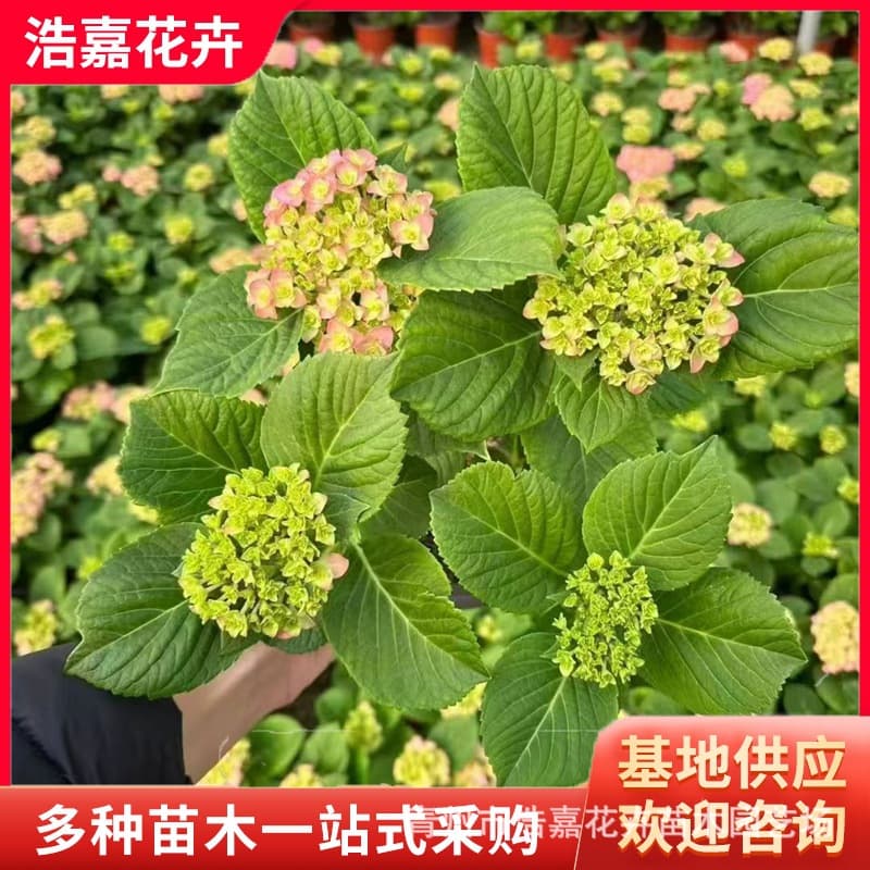 Lantana potted plant, hydrangea perennial flower, cold-hardy, easy to grow, blooms in all seasons, easy-to-care-for five-colored flower seedlings