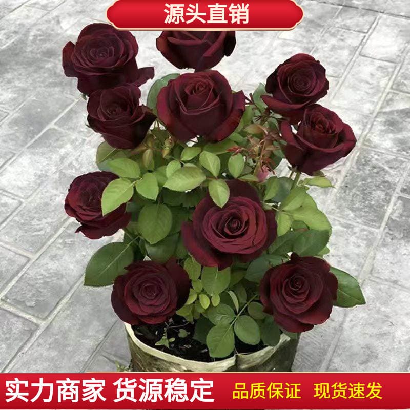 Rose Black Buck Flower Seeds Black Rose Seeds Easy to Grow in All Seasons Outdoor Indoor Balcony Rose Louis XIV