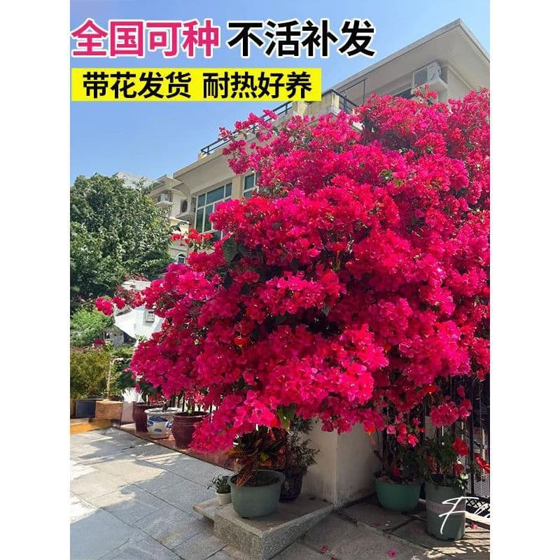 Bougainvillea Double-Petal Potted Plant with Flower Buds, Extra-Large Old Stump, Premium Plum Blossom Tree Seedling, Climbing, New Year Flower