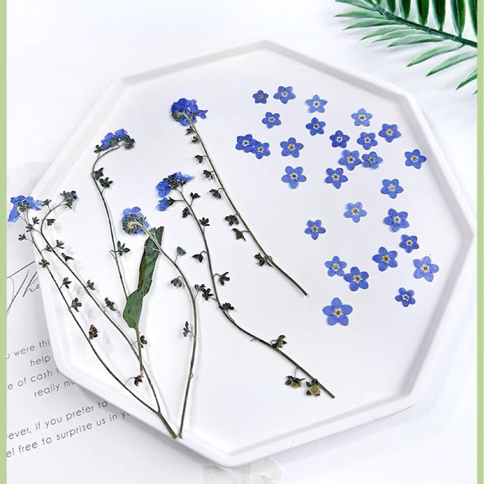 Internet celebrity forget-me-not real dried flower embossed bag plant specimen ins popular nail art glue jewelry embossed DIY material