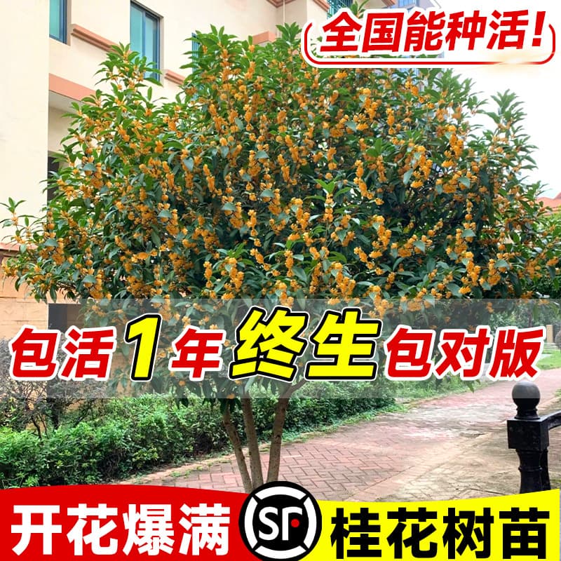 Osmanthus Tree Saplings, Large Trees, Old Stumps, Precious August Osmanthus, Golden Osmanthus, Four-Season Osmanthus, Red Osmanthus, Potted Plants for Courtyard, Strong Fragrance