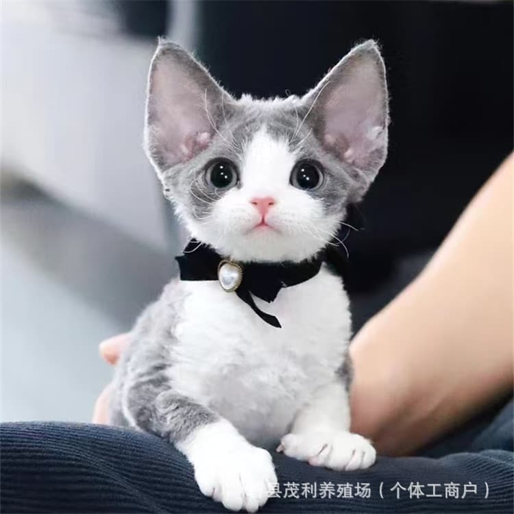 Devon Rex Kitten Live Open-Face Ragdoll Kitten Odd-Eyed Maine Coon Kitten Live Tricolor Napoleon Cat Live