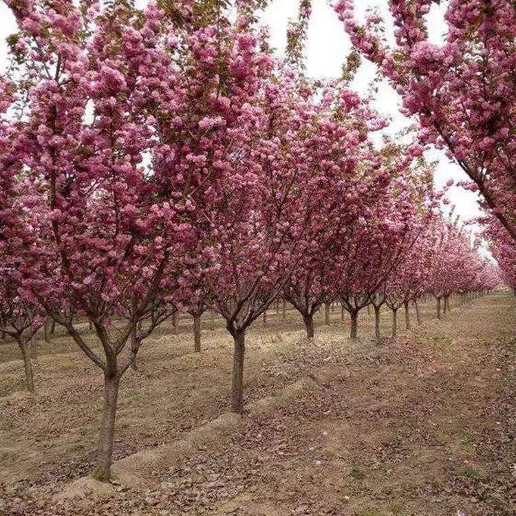 Authentic Japanese Cherry Blossom Saplings, Cherry Blossom Seedlings for Courtyard Ground Planting or Potted Plants in Southern and Northern Regions, Garden Plants, Landscape Trees