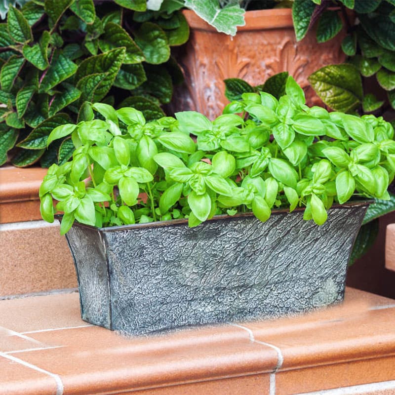 Lemon Basil Seeds, Sweet Basil, Edible Herb Seeds for Balcony Pot Planting