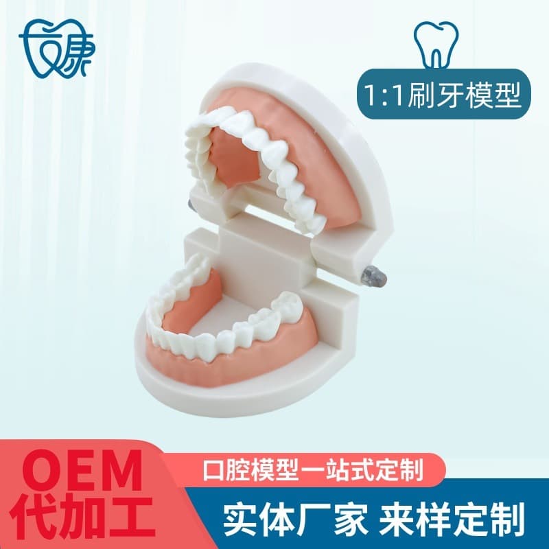 Dental oral model children's tooth decay model kindergarten teaching tooth brushing model dental caries denture model