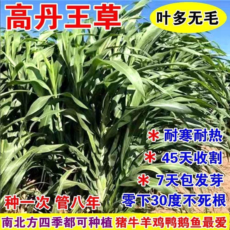 Perennial High-Dan King Grass Seeds Hybrid Four-Season High-Yield Forage Seeds for Livestock Feeding Cattle, Sheep, Geese, Fish, Pigs